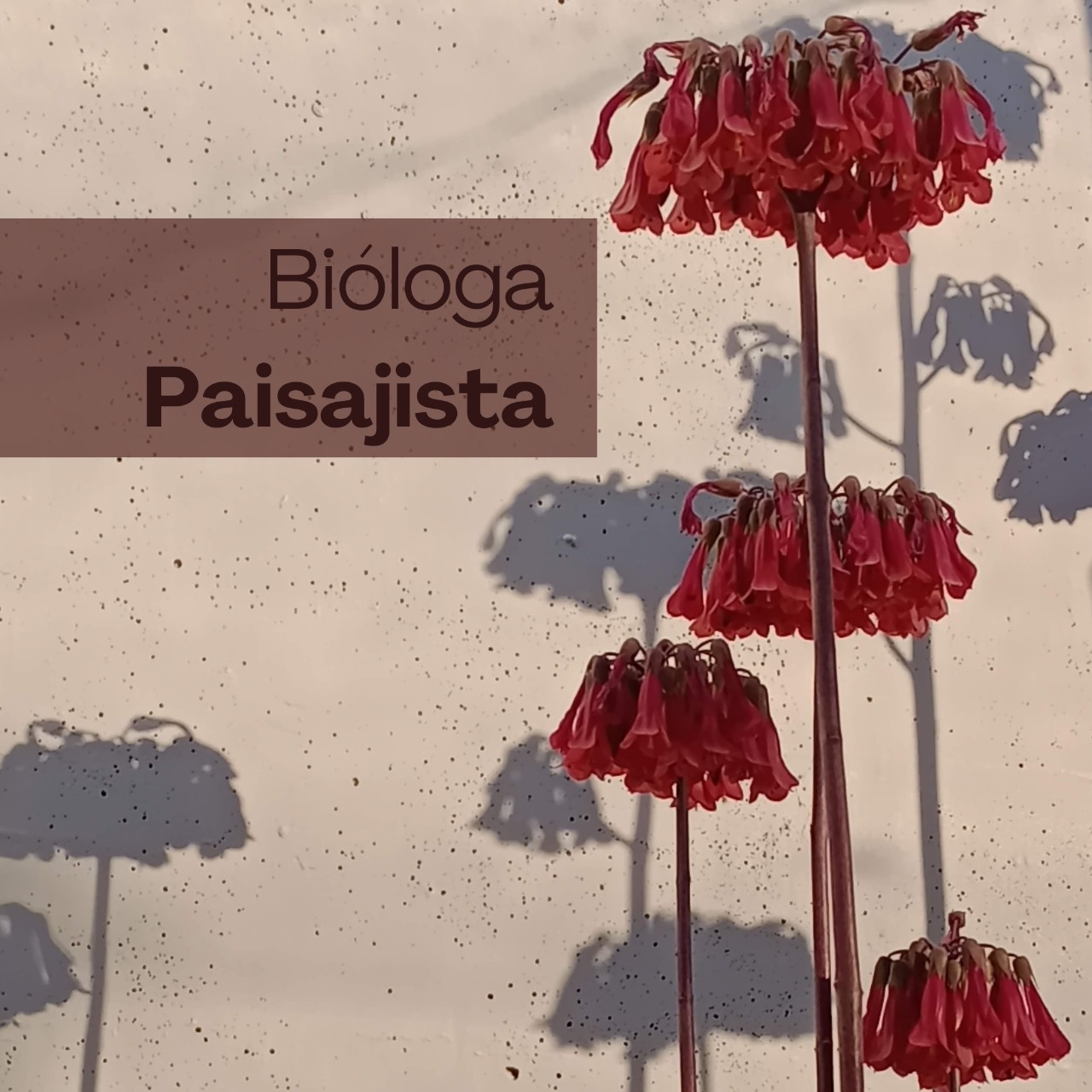 Asesoría en paisajismo.