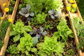 CULTIVAR CON-CIENCIA